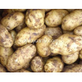 Boa qualidade batata venda quente para exportação